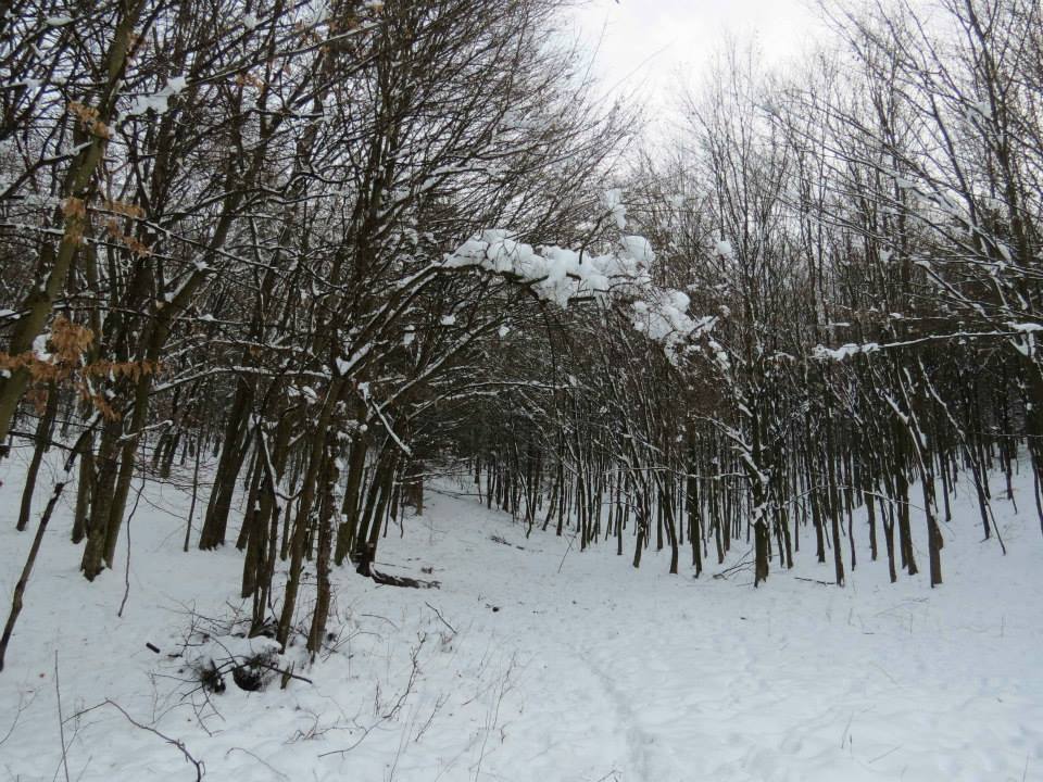 Megosztva - Téli erdőgondozás a Zselicben (+KÉPEK)
