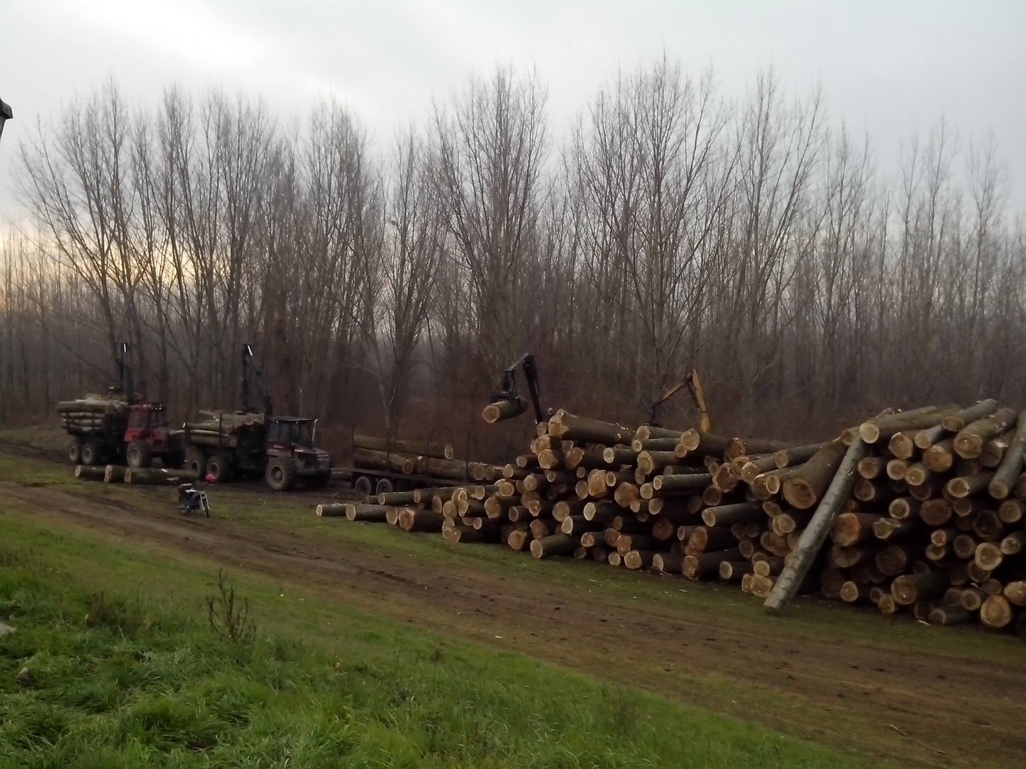 Fásszárú biomasszára cserélik le a földgázt