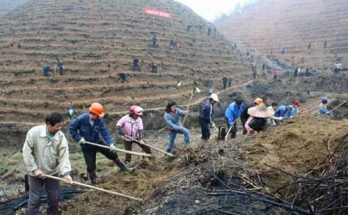 Tavaly 6 millió hektár új erdő Kínában