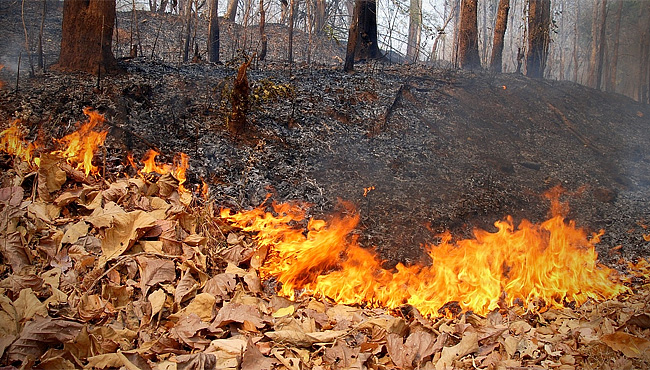 Megjelent az erdőterületeket érintő tűzkárok megelőzéséhez nyújtandó támogatások jogszabály