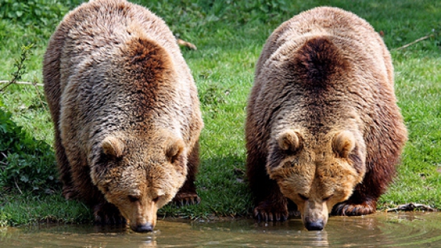 Az európai medvék negyede Erdélyben él