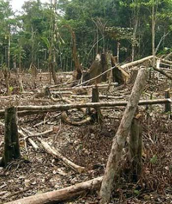 Éveken át lopták a fát a hajdúhadházi erdőből - Elhalasztották a tárgyalást