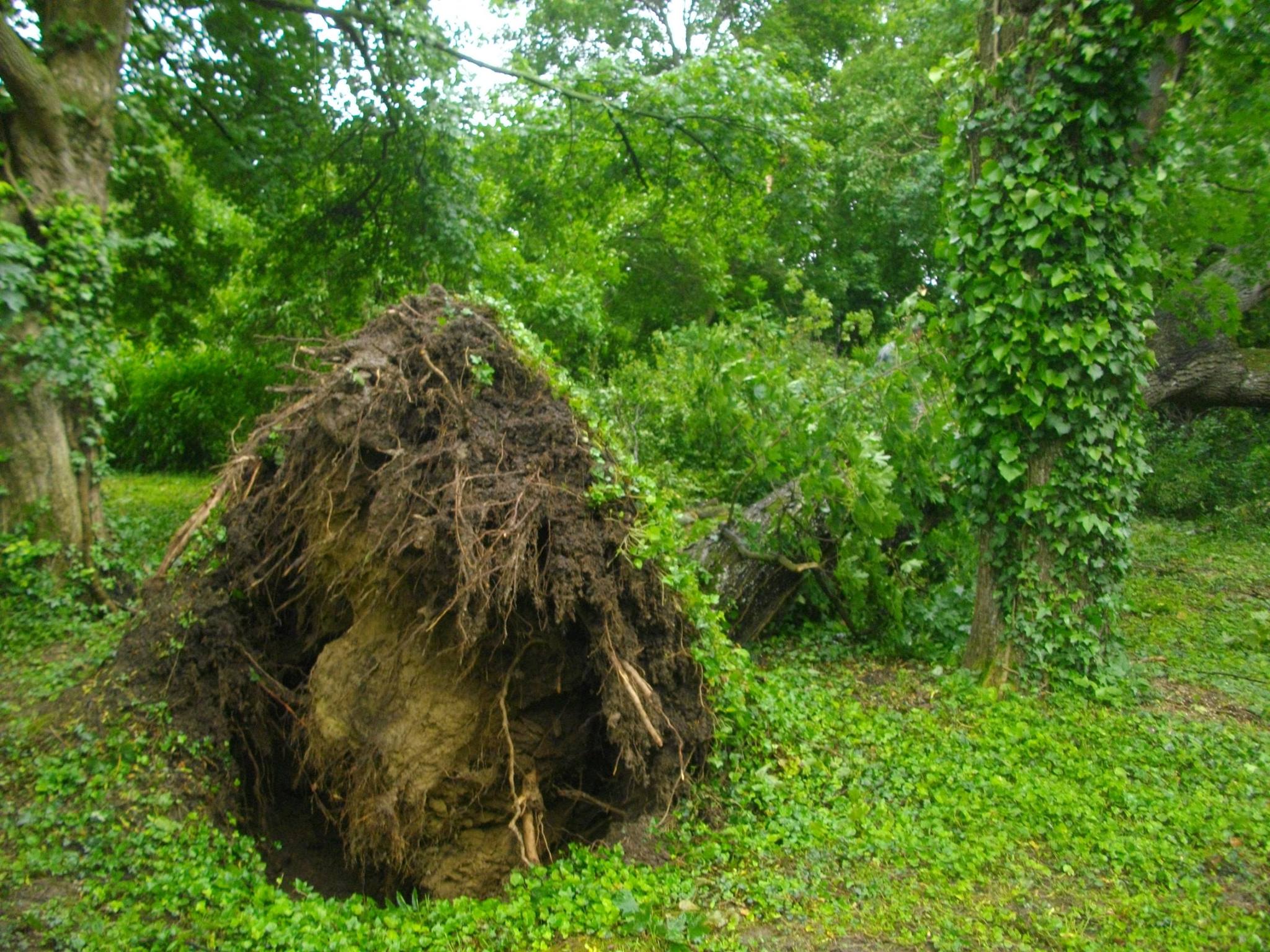Egererdő Zrt.: 23 ezer köbméter fa esett a vihar áldozatául a Bükkben és a Mátrában