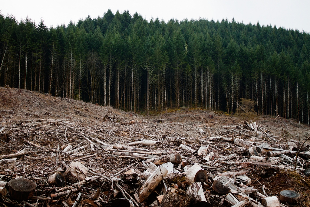 Zöld utat kapott az erdészeti törvénykönyv Romániában - Erdészeti csendőrség is lesz?