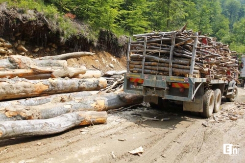 22 év alatt ötmilliárd euró értékben irtottak erdőt Erdélyben és Romániában