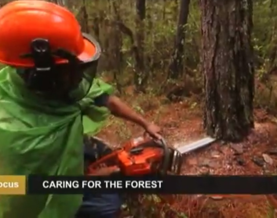 Fenntartható erdőgazdálkodás: zapoték indiánok harca az erdőirtás ellen Mexikóban (Videó)