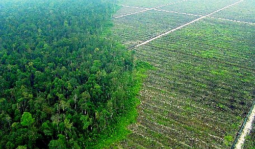 Brazília a második lett - Indonéziában irtják ki a legtöbb erdőt
