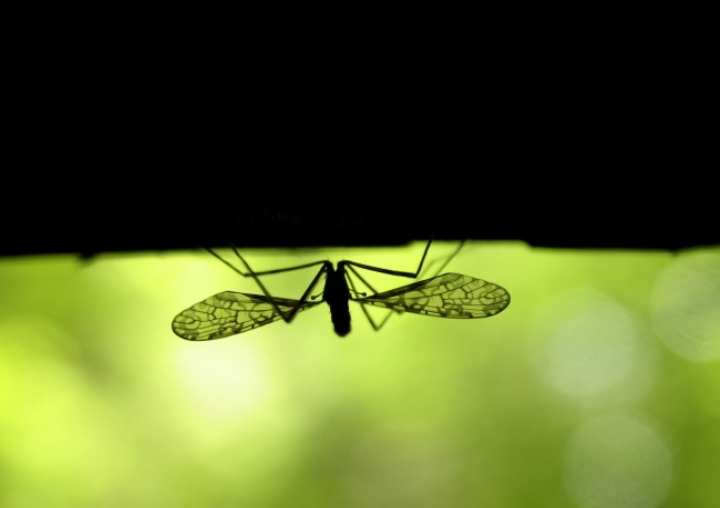Jövő héten kezdődik a szúnyogirtás a gemenci erdőgazdaság ártéri erdeiben