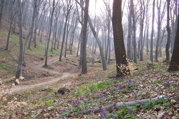 Bükkerdő a Budai-hegységben kora tavasszal (BAJOMI BÁLINT FELVÉTELE)