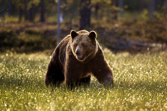 Öten láttak medvét az akácerdőben Heves megyében - Juhait félti egy gazdálkodó