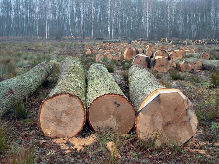 A Földművelésügyi Minisztérium az állami erdőgazdaságok új gazdája