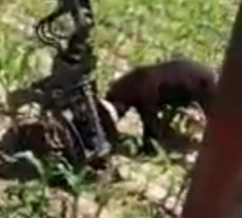 Így szabadít ki egy forwarder egy tartályba szorult medvét (VIDEÓ!)
