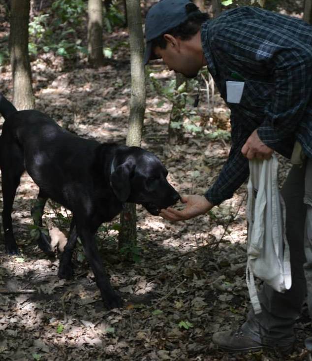 Vizsgával minősített kutya gyűjti a szarvasgombát