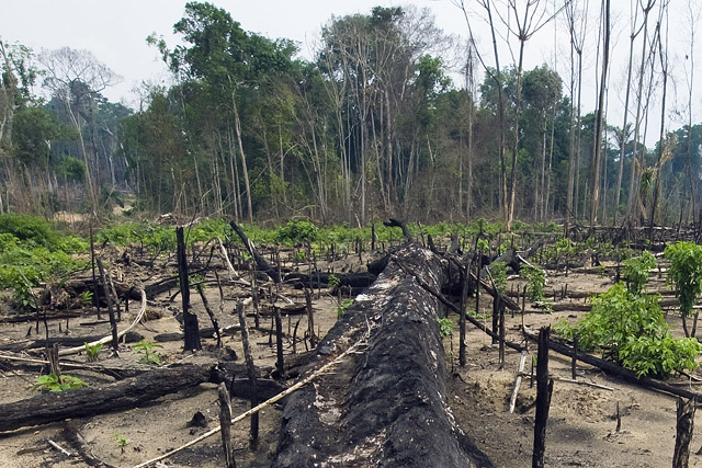Felszámolták Brazília legjelentősebb erdőirtó bandáját