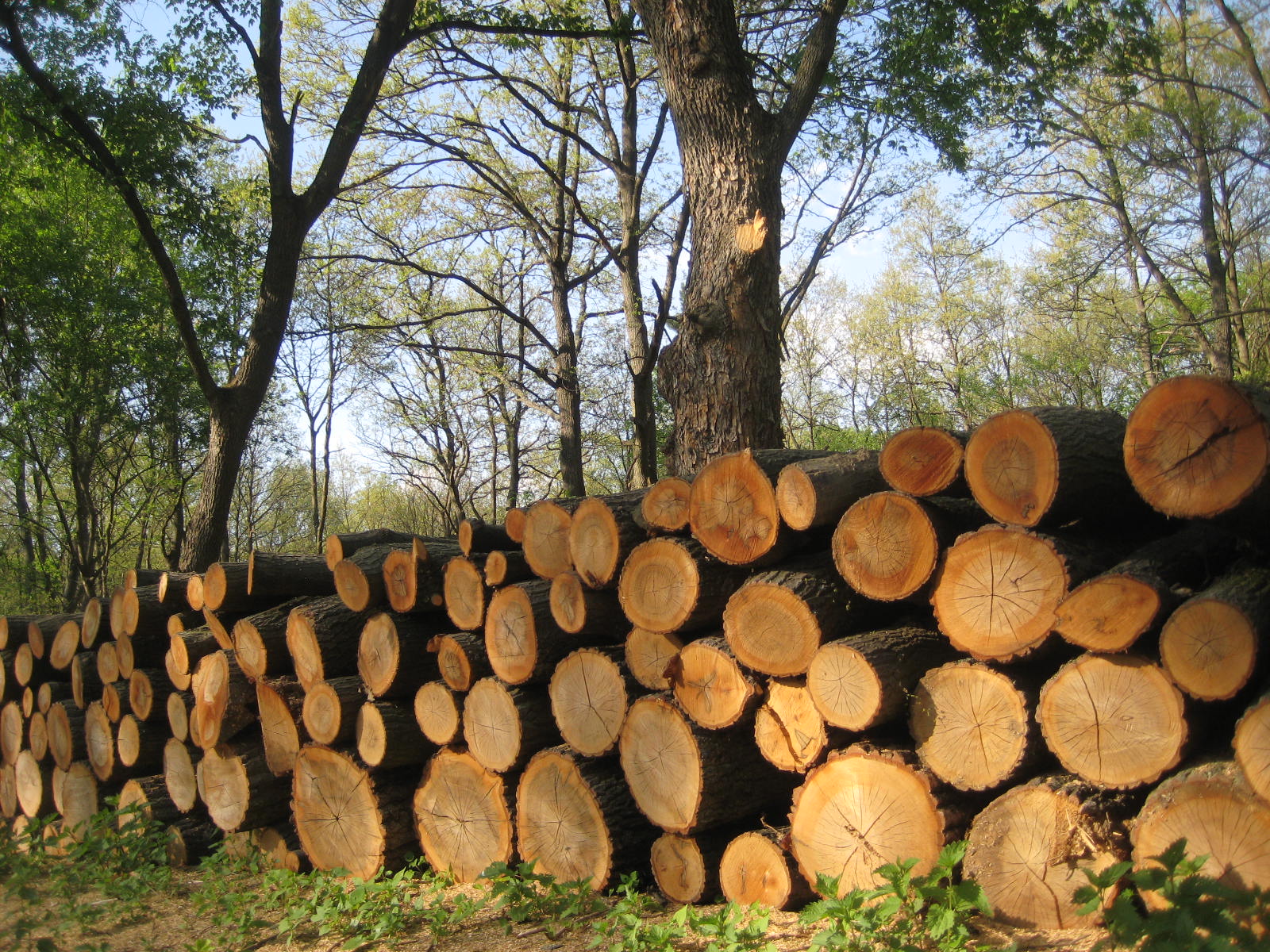 Óránként 3 hektár erdő tűnik el Romániában és Erdélyben