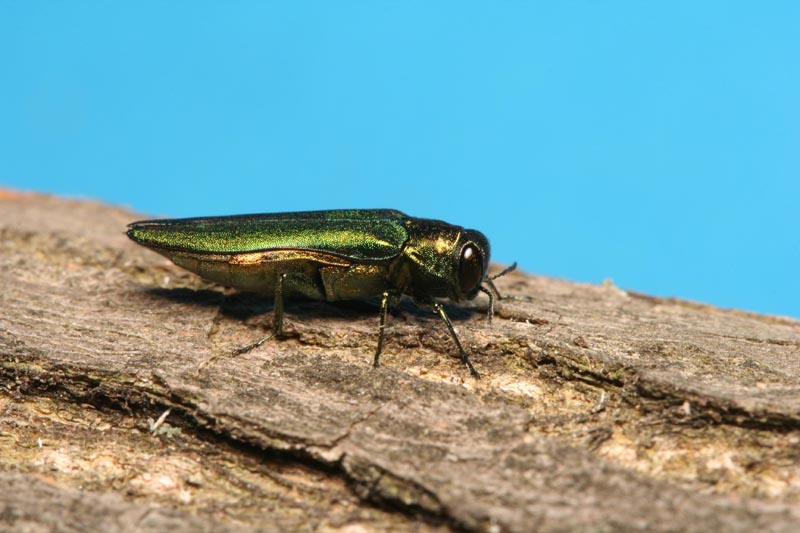 Magyar kutatók hozhatnak új eredményt a farontó bogarak elleni küzdelemben