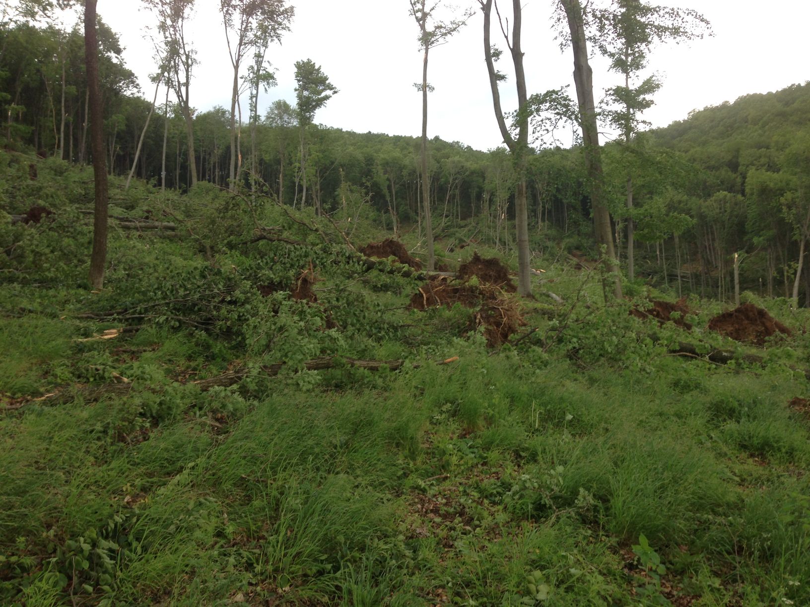 Az Egererdő Zrt. felgyorsítja a májusi viharkárok faanyagának felkészítését
