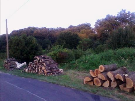 Pécsi Napilap: Erdőtisztítást ígérve verik át az erdőtulajdonosokat