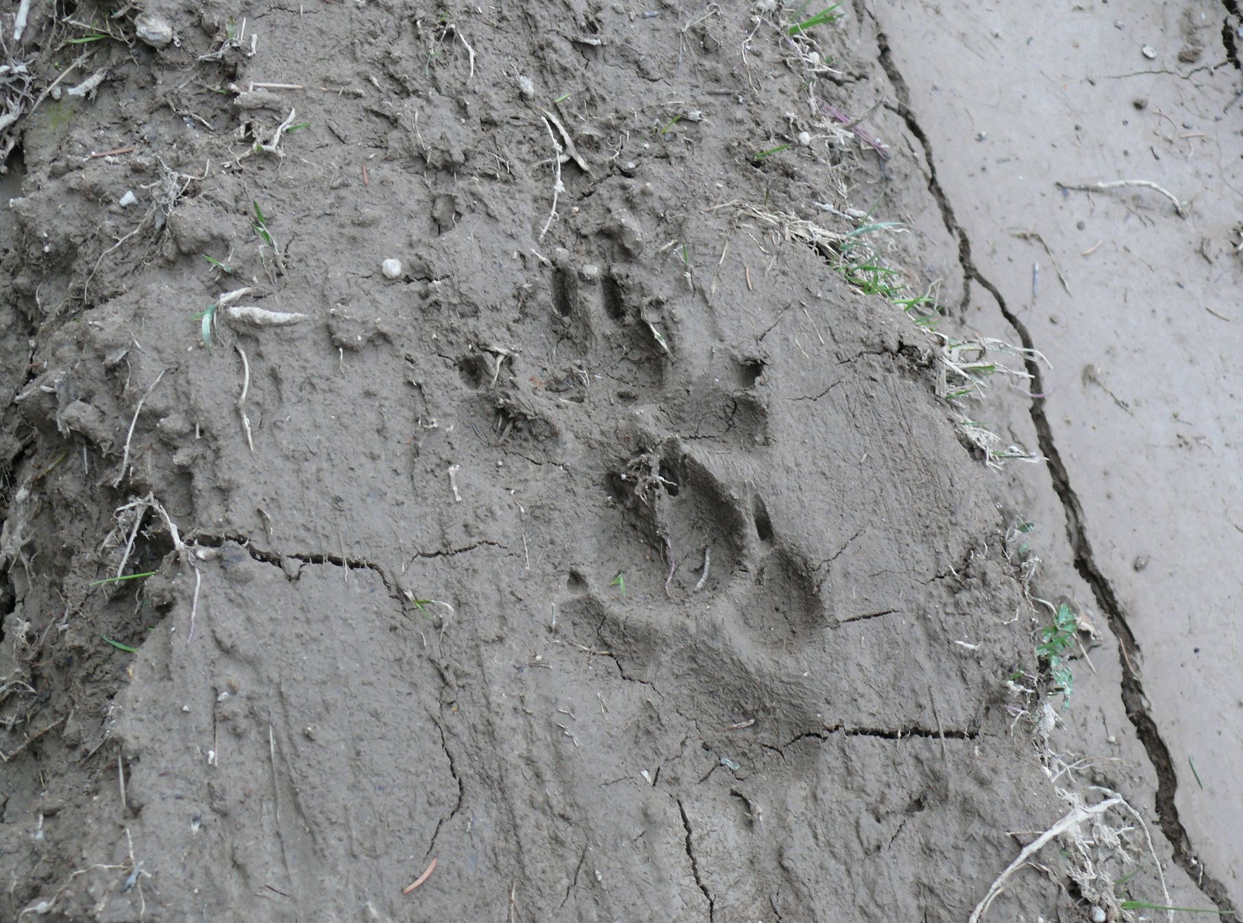 Északerdő Zrt.: Állandósul a farkas jelenléte a Zemplénben
