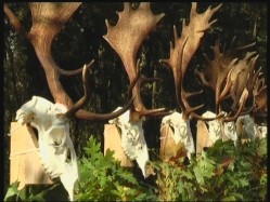 Az átlagnál jobb évet zártak a somogyi vadászok