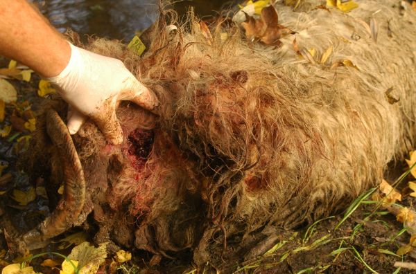 Barna medve pusztított el juhokat Nógrád megyében (+KÉPEK)