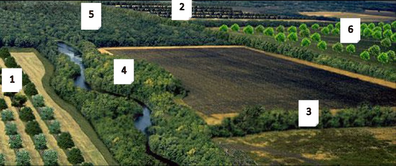5. kép: Agroerdészeti tájkép (forrás: United States Department of Agriculture) Jelmagyarázat: 1. Köztestermesztés (fasorok közti mezőgazdasági növénytermesztés), 2. Köztes legeltetés (fasorok közti legeltetés), 3. Mezővédő erdősáv, 4. Part menti védősávok (fákkal), 5. Legeltetett erdő, 6. Fás legelő