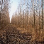 6. kép: Agroerdészeti rendszerben üzemeltetett nemesnyár energetikai faültetvény (fotó: Marosvölgyi B.)