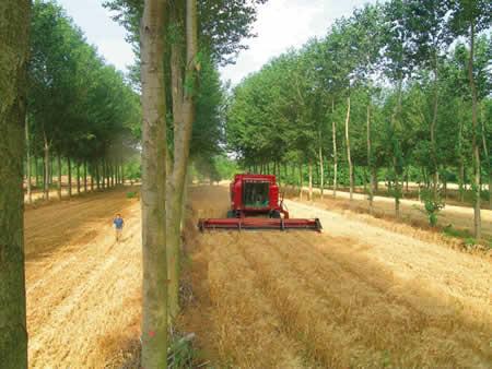 1. kép Élelmiszer-alapanyag (gabona) és minőségi faanyag (nyárfa) együttes termesztése (Fotó: Christian Dupraz)