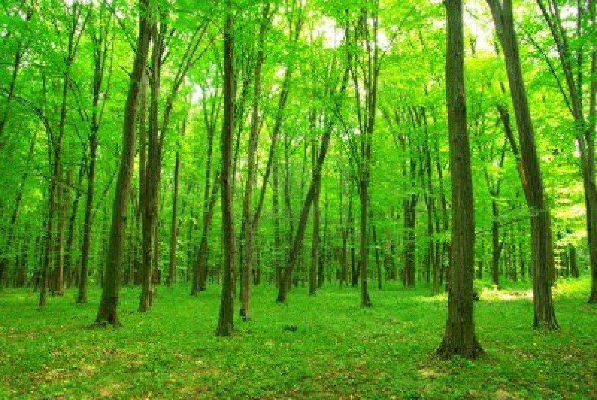 Gondolatok az innovációs eredmények gyakorlati bevezetéséről, mint stratégiáról az alföldi erdőgazdálkodásban