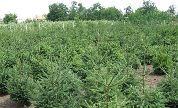 Növényvédelem nélkül nem lesz minőségi fenyőfa karácsonyra