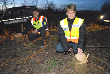 Juhász Pálné (balról) és Kelemenné Erzsike polgárőrök mutatják az illegálisan kitermelt fák maradványait az erdőben - FOTÓ: Csabai István