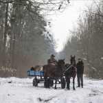 A Gemenci Erdő- és Vadgazdaság Zrt. munkatársai takarmányt szállítanak lovas kocsival a társaság Kölked közelében fekvő erdészetében 2015. január 2-án. MTI Fotó: Sóki Tamás