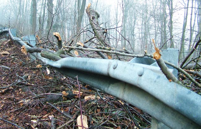 A károsítók és az aszály is veszélyezteti a jégkár után lábon maradt fákat