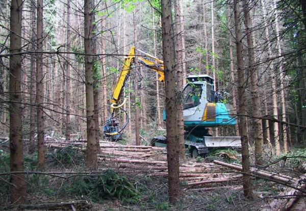 Harvester dolgozik a soproni erdőkben (+KÉP)