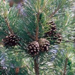 Pinus_sylvestris