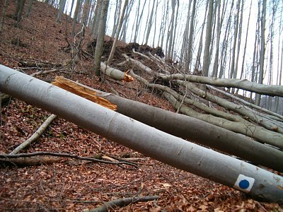 A Bükkben a jégkár miatt kidőlt fa egy részét holtfaként hagyják az erdőben