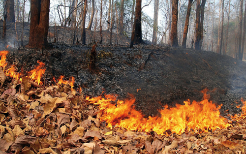 Új Tűzvédelmi Szabályzat - Az erdőgazdálkodást nem érinti az új szabályozás