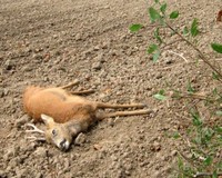 Tömeges vadpusztulás: az őzeket is megmérgezték Orosházán