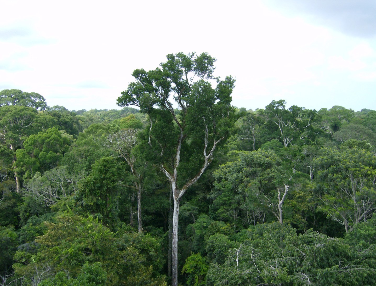 Az erdőirtás miatt a trópusi rovarok elveszíthetik dominanciájukat