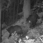 Medvék a Tátrai Nemzeti Parkban. Jobboldalt Iwo (forrás: globeproject.pl)