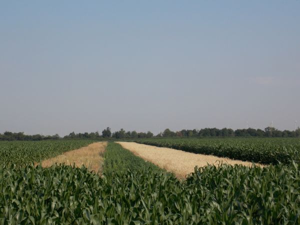 Vadföld csíkok kukoricában
