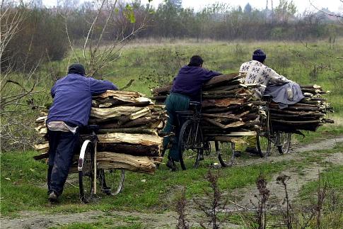 A Tiszánál az is gyakori, hogy a fatolvajok tutajokat építenek a kivágott fákból
