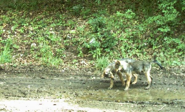 Farkaskölykök nevelkednek a Bükki Nemzeti Park területén (+KÉPEK)