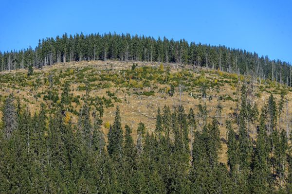  Megritkított erdő a partiumi Bihar-hegységben, a Pádis-fennsík térségében 2015. október 28-án. A Greenpeace környezetvédelmi szervezet jelentése szerint több mint 50 millió euró kárt okoztak Romániában a törvénytelen erdőirtások 2013-2014-ben. A vizsgált időszakban több mint 45 ezer esetre derült fény, a szervezet szerint óránként 3 hektárnyi erdő tűnik el. MTI Fotó: Czeglédi Zsolt