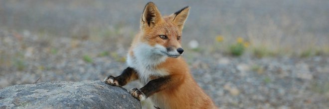 Október 3-tól indul a vadon élő rókák őszi veszettség elleni immunizálási kampánya