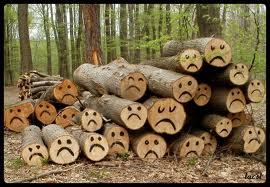 Súlyos visszaélések történtek az állami erdőgazdaságoknál - Lázár rendkívüli ellenőrzést rendelt el