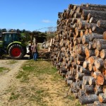 Az agroerdészeti rendszerek lényege, hogy saját felhasználásra akár kisebb dimenziójú faanyag megtermelésével (a képen karámfa) önellátásra rendezkedhetnek be vele a gazdák, amely jelentős költségcsökkentő lehetőség
