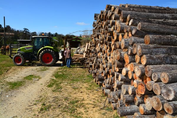 Az agroerdészeti rendszerek lényege, hogy saját felhasználásra akár kisebb dimenziójú faanyag megtermelésével (a képen karámfa) önellátásra rendezkedhetnek be vele a gazdák, amely jelentős költségcsökkentő lehetőség
