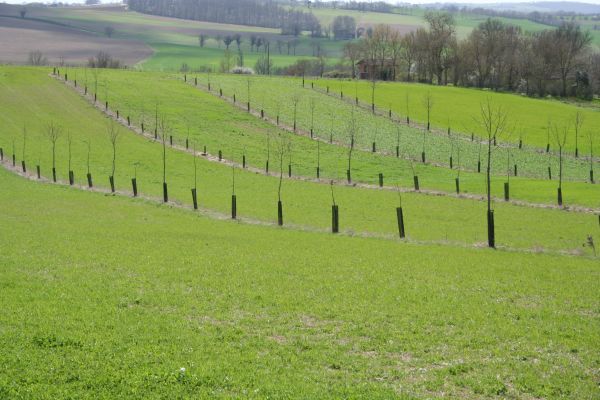 Fókuszban az agrár-erdészet III. – Az agroerdészet reneszánsza Franciaországban - avagy a klímaváltozás oka a szántás?