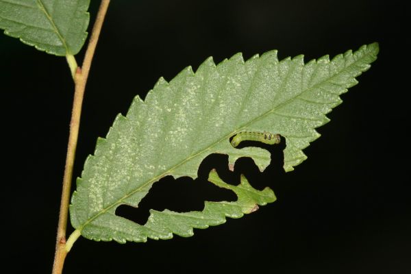 15. kép: A kanyargós szil levéldarázs (Aproceros leucopoda) lárvájának rágásnyoma turkesztáni szil levelén